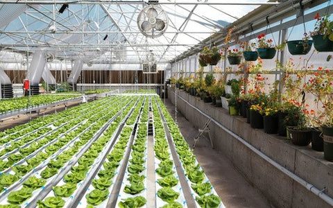 Grow Haus Hydroponic Greenhouse