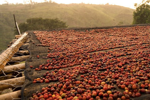 coffee cherries ethiopia dry