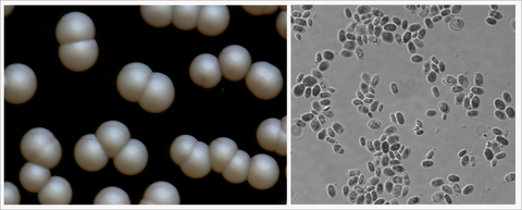 microbes sourdough yeast