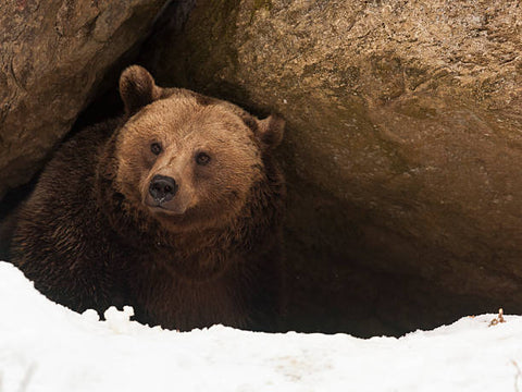 brown bear hibernating for the winter in the cave, snow outside