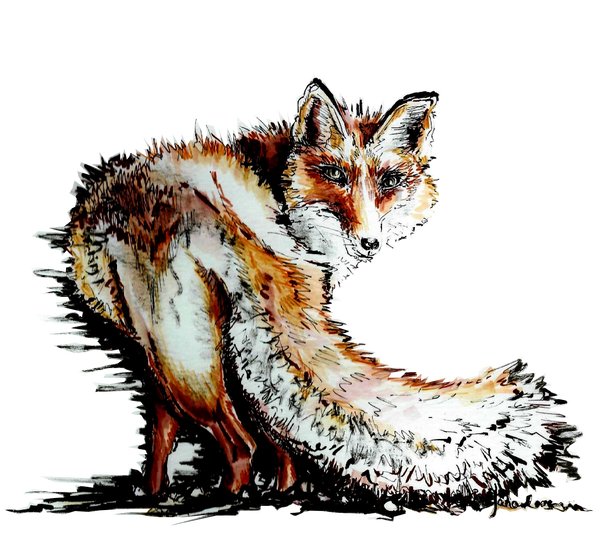 JanaRoos-Illustration-foxy