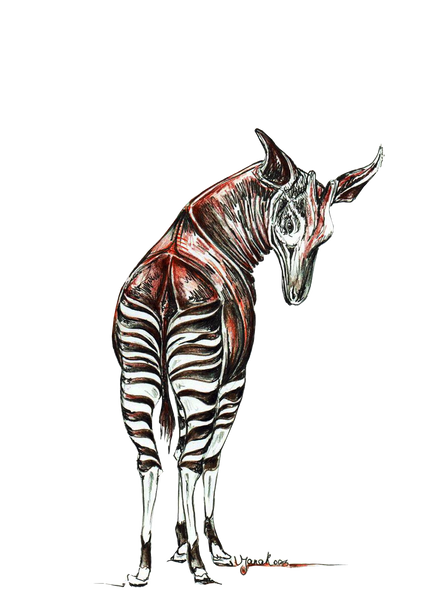 JanaRoos-Illustration-Okapi