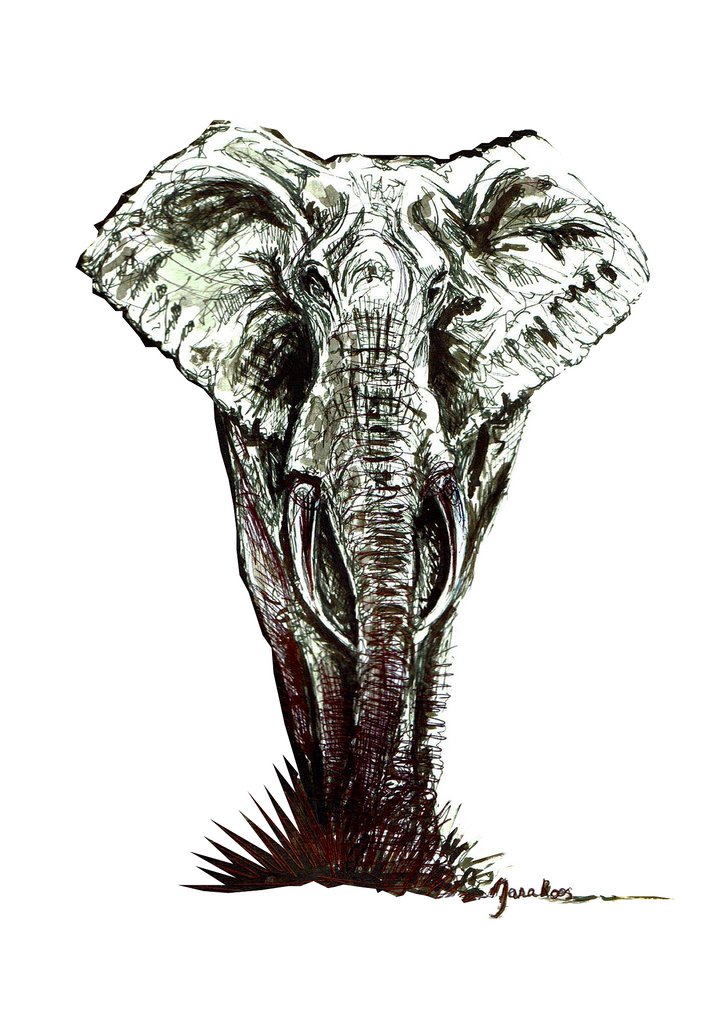 JanaRoos-Illustration-Elephant