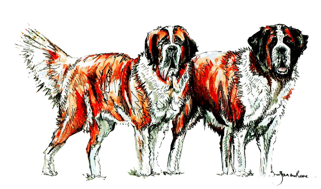 JanaRoos-illustration-dogs-Sint-Bernard