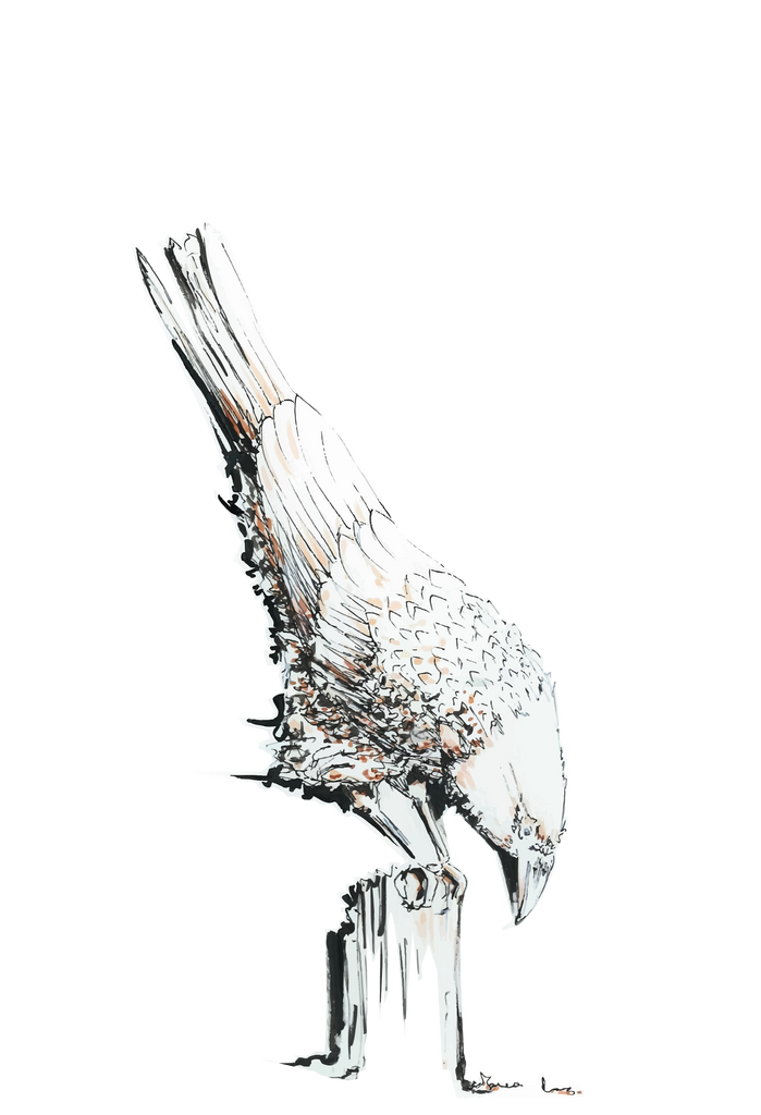 JanaRoos-illustrations-printdesign-birds-white-raven