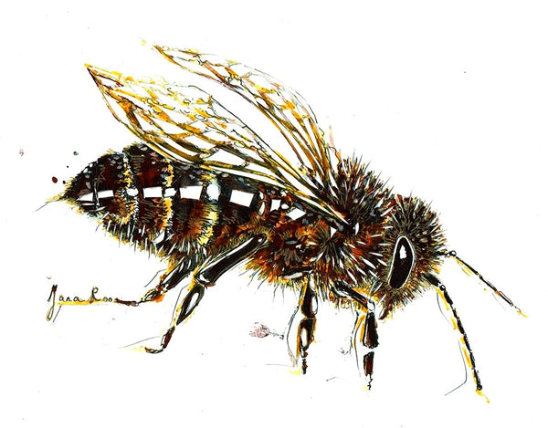 JanaRoos-Illustration-Bee