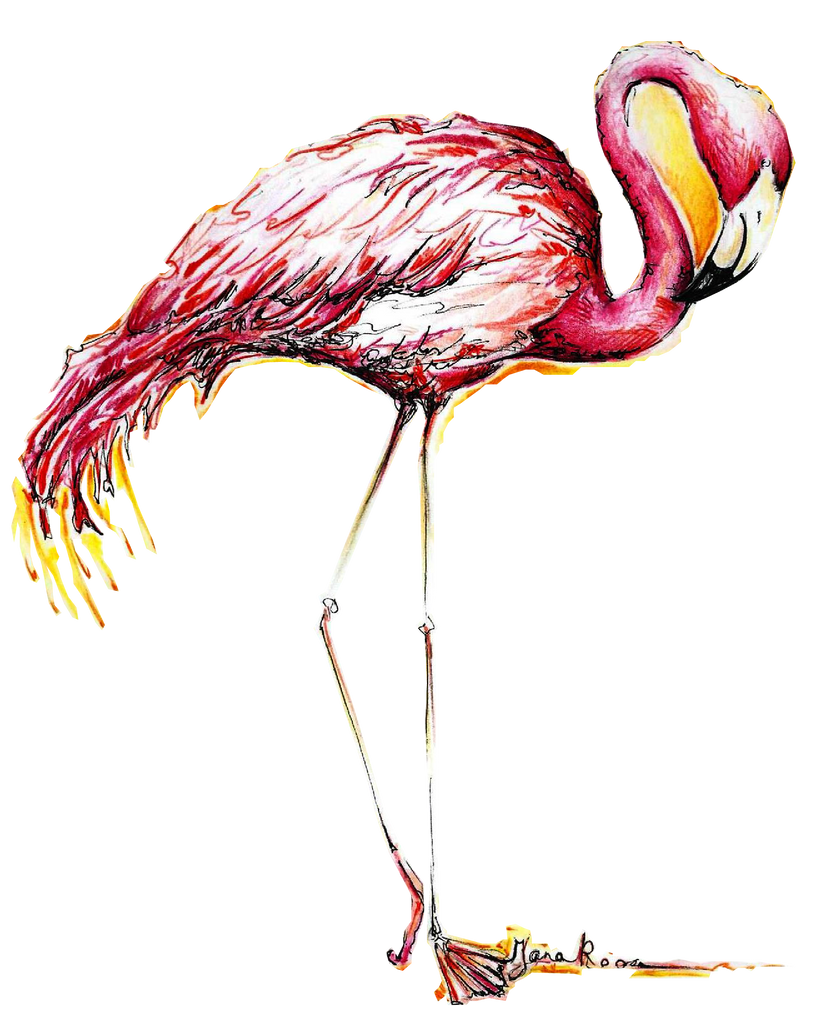 JanaRoos-illustrations-printdesign-birds-flamingo