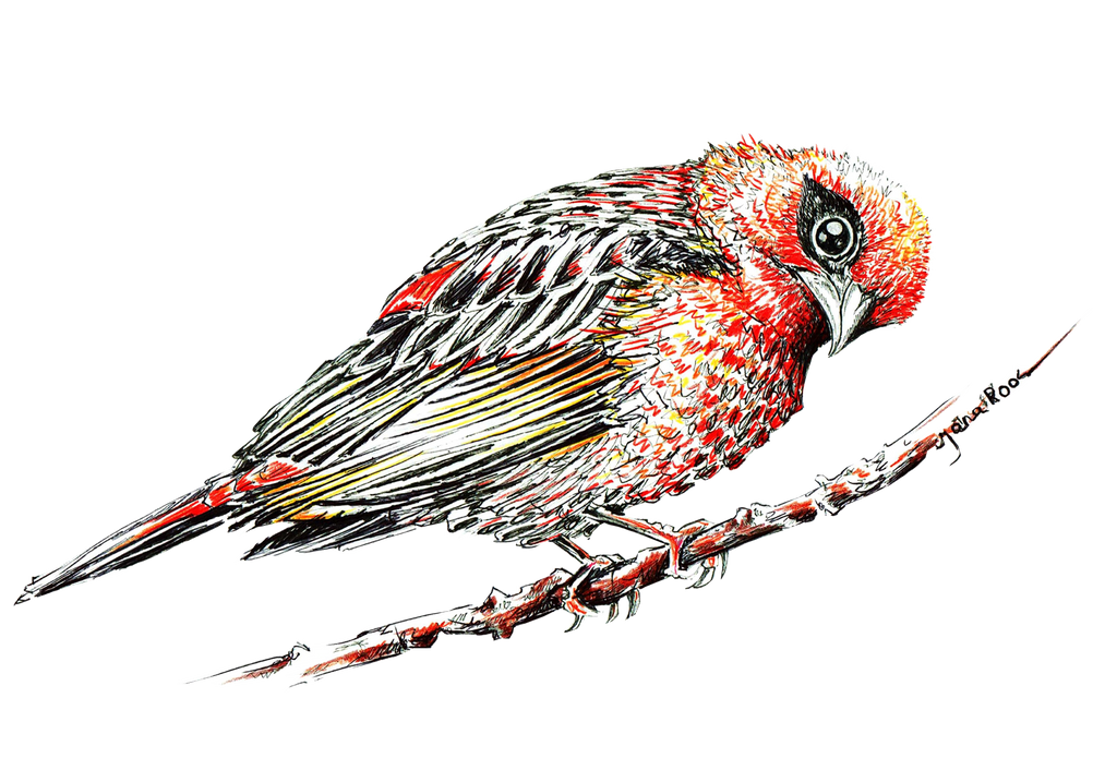 JanaRoos-illustrations-printdesign-birds-fodie
