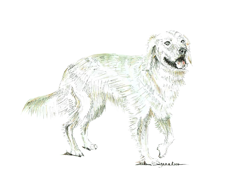 JanaRoos-illustration-dogs-Goldenretriever