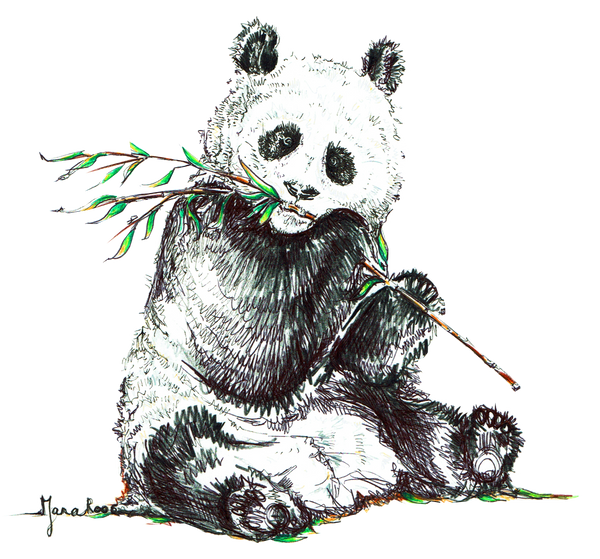 JanaRoos-Illustration-Panda