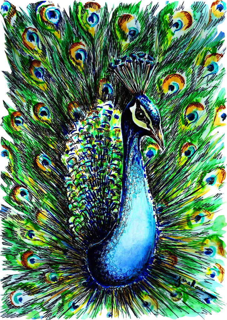 JanaRoos-illustrations-printdesign-birds-peacock