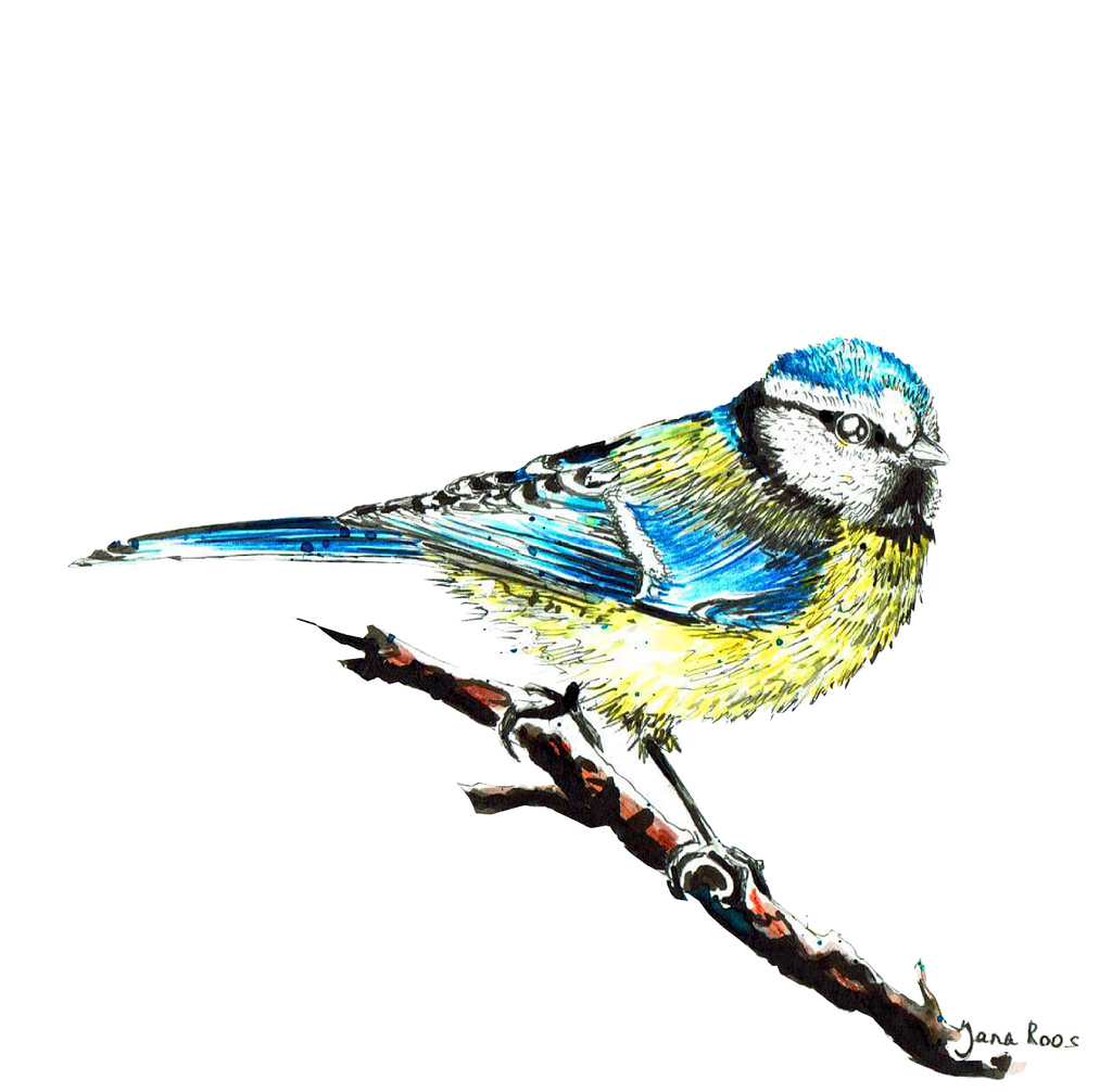 JanaRoos-illustrations-all kinds of birds-pimpelmees-tomtit