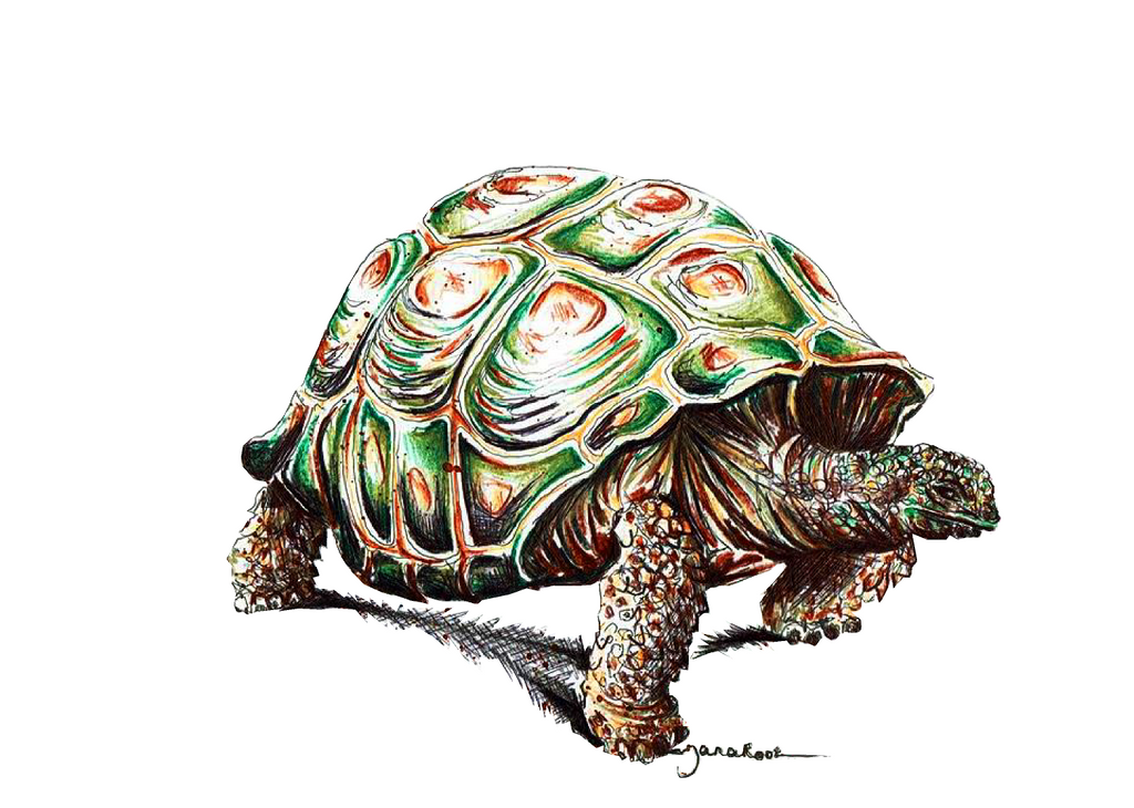 JanaRoos-illustrations-zoo-animals-tortoise-turtle