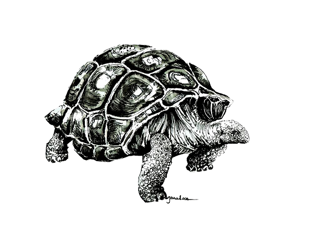 JanaRoos- Illustration - Black & white - Tortoise