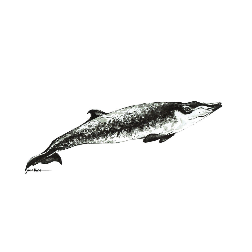 JanaRoos-illustration-sea life-spitssnuitdolfijn-dolphin