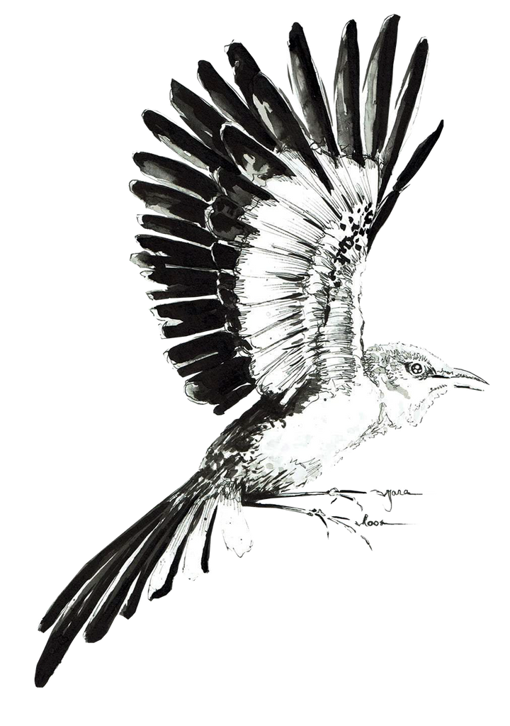 JanaRoos-illustrations-printdesign-birds-spotlijster
