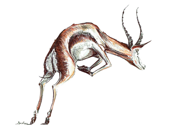 JanaRoos-Illustration-springbok