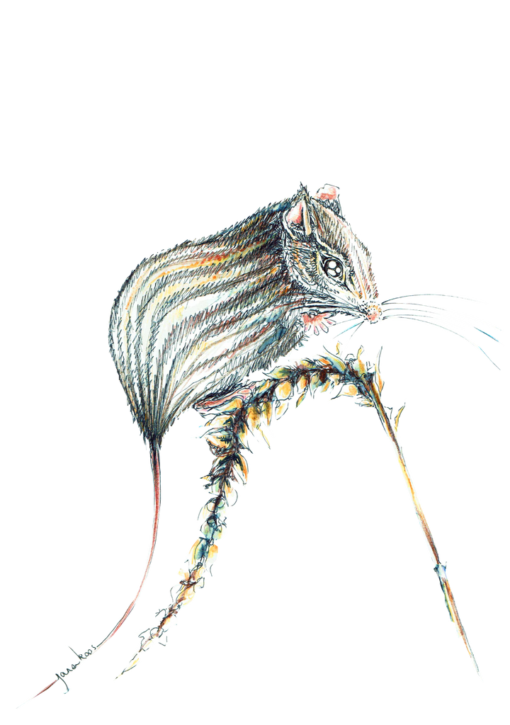 JanaRoos-illustrations-printdesign-zoo-stripemousse