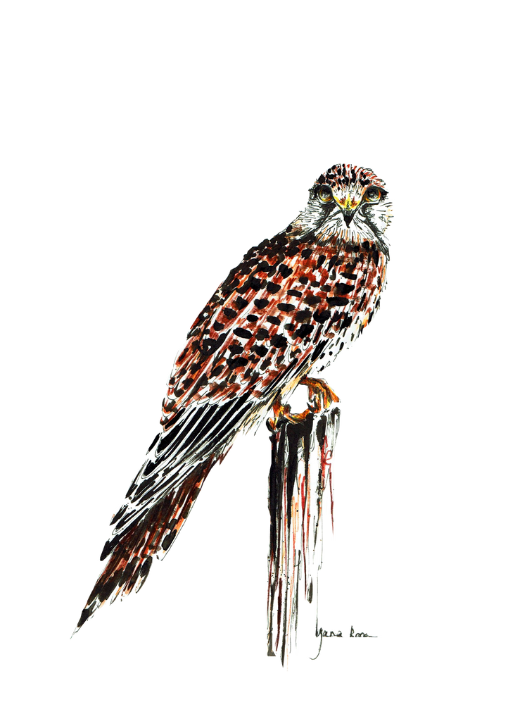 JanaRoos-illustrations-all kinds of birds-kestrel-torenvalk
