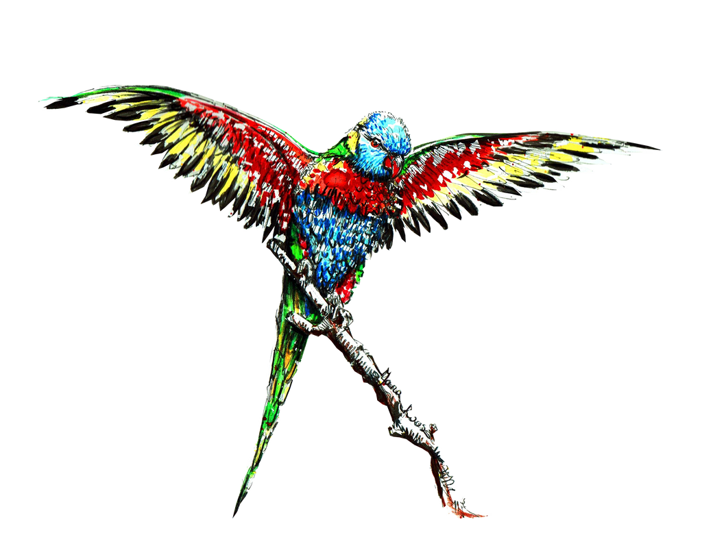 JanaRoos-illustrations-all kinds of birds-vini-parrot