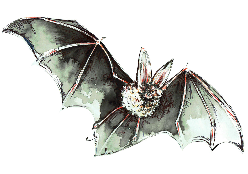JanaRoos-Illustration-bat