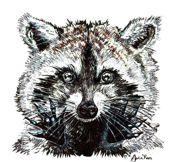 JanaRoos-Illustration-raccoon