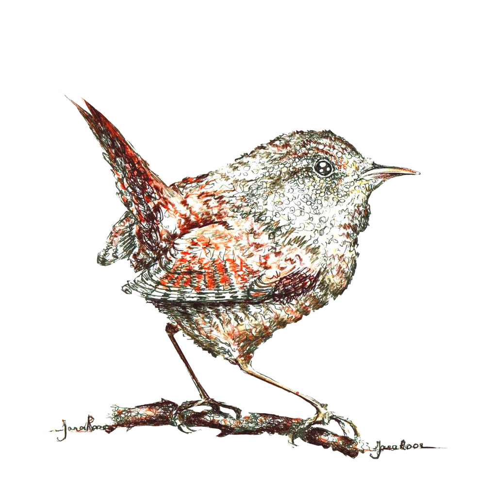 JanaRoos-illustrations-printdesign-birds-wren