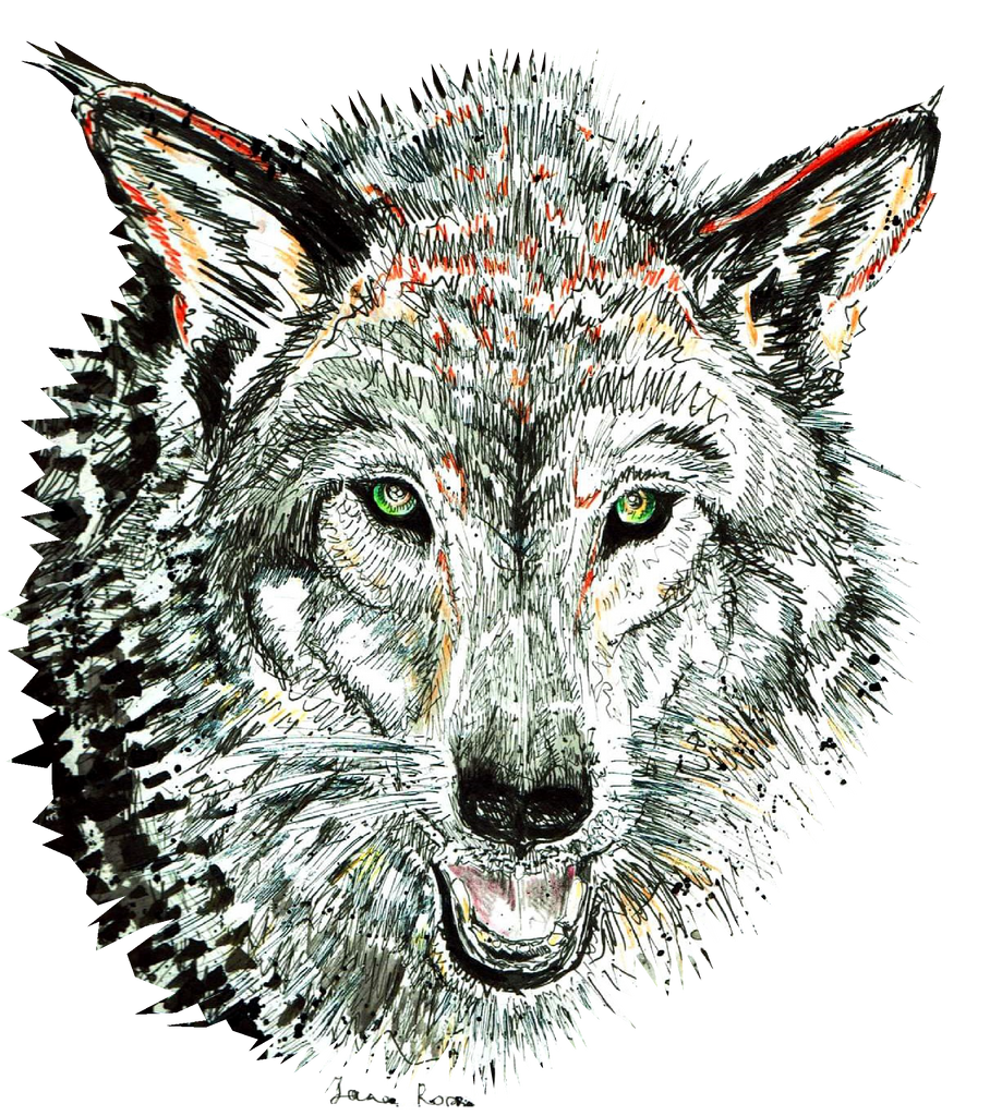 JanaRoos-illustrations-zoo-animals-Wolf