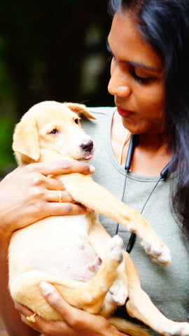 Golden puppy