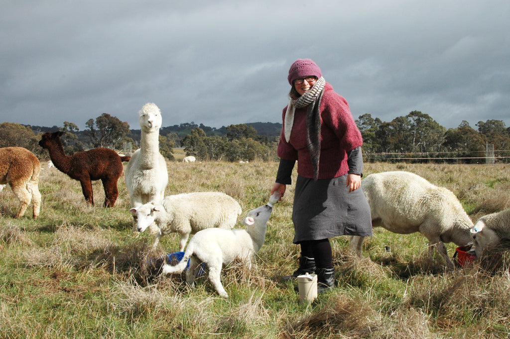 Amy Conley, Amy Jade Creations, farm, sheep, alpaca