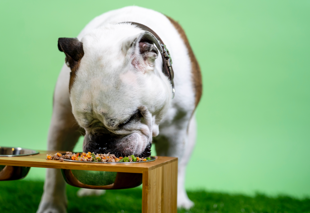 what dog food will a picky dog eat