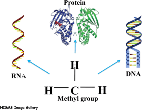 Figure 1: The methyl group