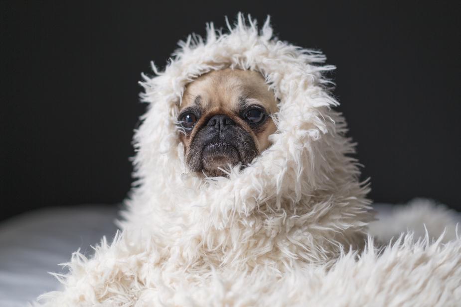 warm and cozy fuzzy dog for sock club