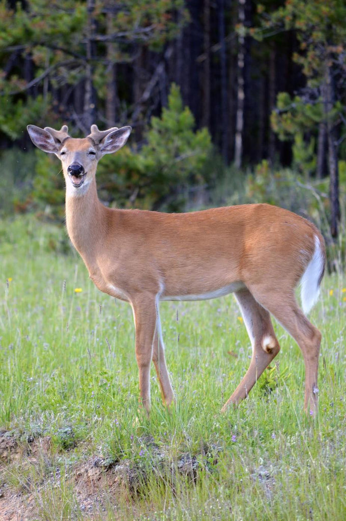 Thanksgiving deer