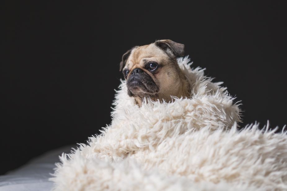 dog in fuzzy blanket in sock of the month