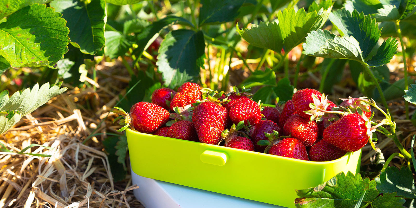 eSeasons Bento in The Strawberry Fields