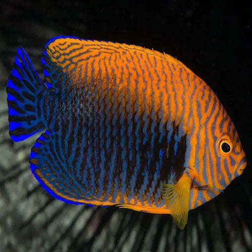 potters angelfish care