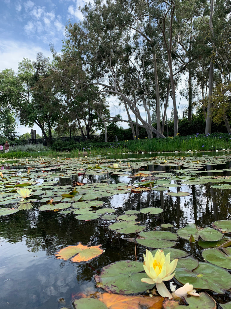 water lilies Norton Simon museum pasadena janna Conner