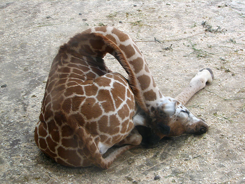 Sleeping Animals Giraffe Provincial Sleep Group 