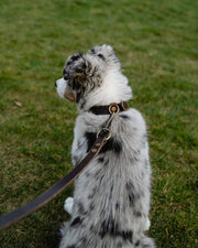 Leather Dog Lead - Chesnut