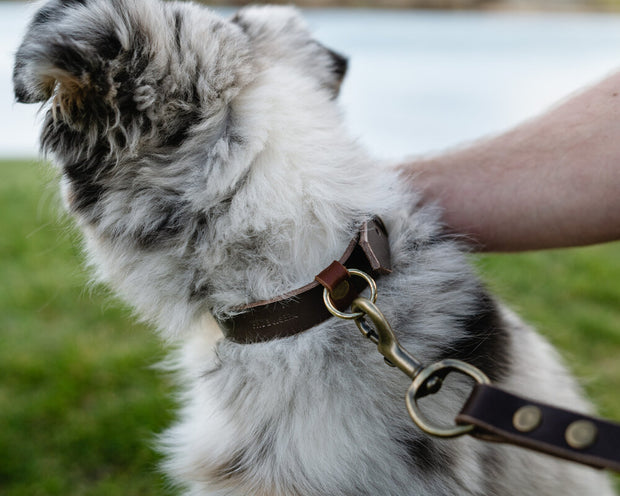 Leather Dog Collar - Whiskey