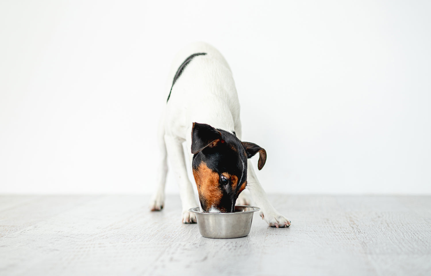 can labrador eat rice