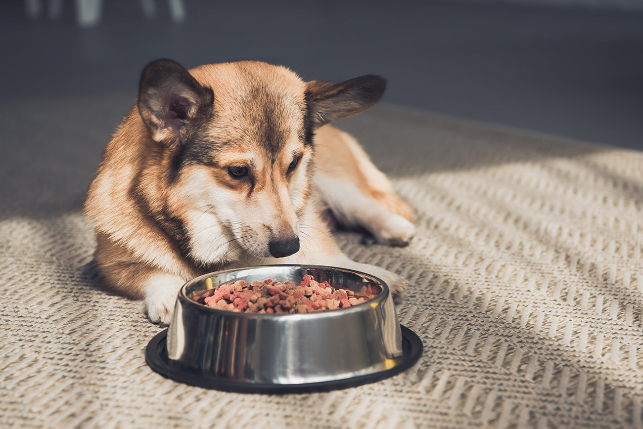 Why Won’t My Dog Eat His Dog Food?