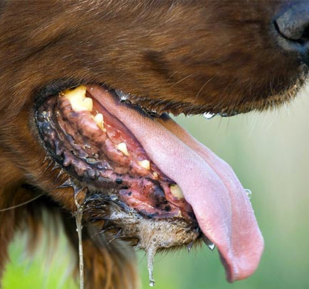 do probiotics help with bad breath in dogs