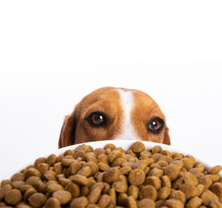 what is the healthiest natural dog food