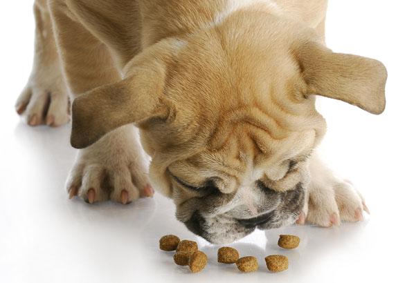 can a dog get too much probiotics