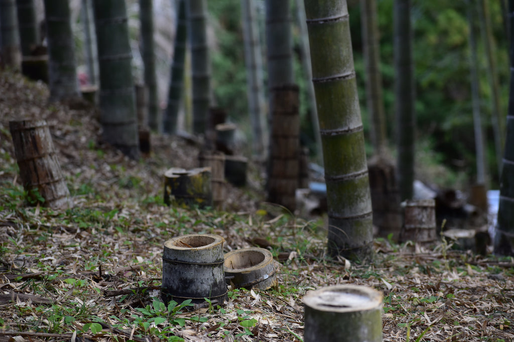 The harvested bamboo poles regenerate and continue to grow back