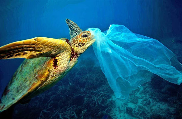 Turtle choking on plastic waste in ocean