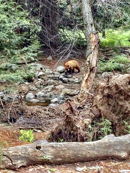 Bear in Yosemite