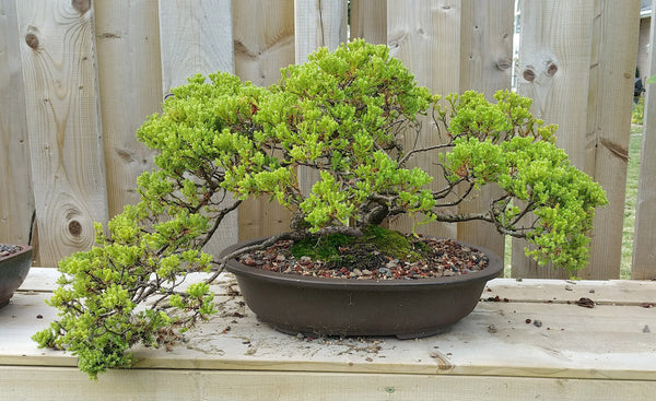 Juniper bonsai – how to care for bonsai trees